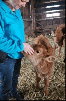 Gail petting one of the bottle-raised Akaushi calves in the barn