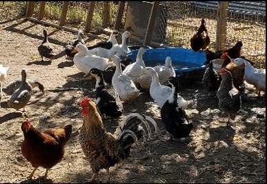 Pekin ducks around their blue pool with the mixed laying flock